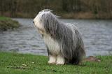 BEARDED COLLIE 294